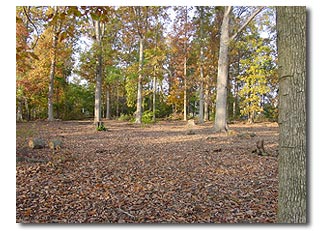 trees